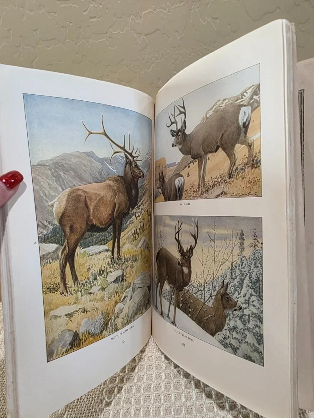 1916 National Geographic November Larger North American Mammals Vol 30 No 5